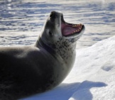 Leopard Seal 4