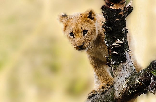 list of baby animals Archives - Animals Network