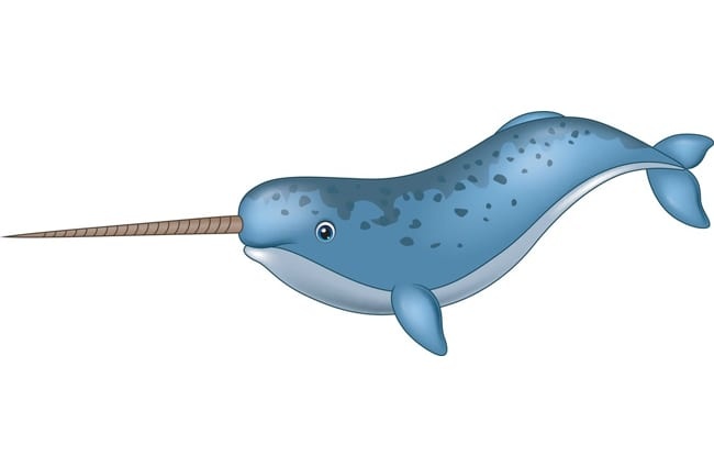 Narwhal - Description, Habitat, Image, Diet, and Interesting Facts