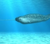 Narwhal 6