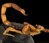 Scorpion 1_Bark Scorpion