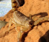 Scorpion 3_Pregnant Female
