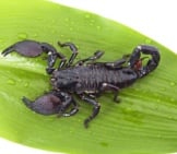 Scorpion 6_Emperor Scorpion On Green Leaf