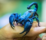 Scorpion 7_Bioluminescent Blue