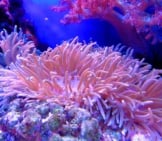 Sea Anemone 1