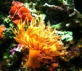 Sea Anemone 3