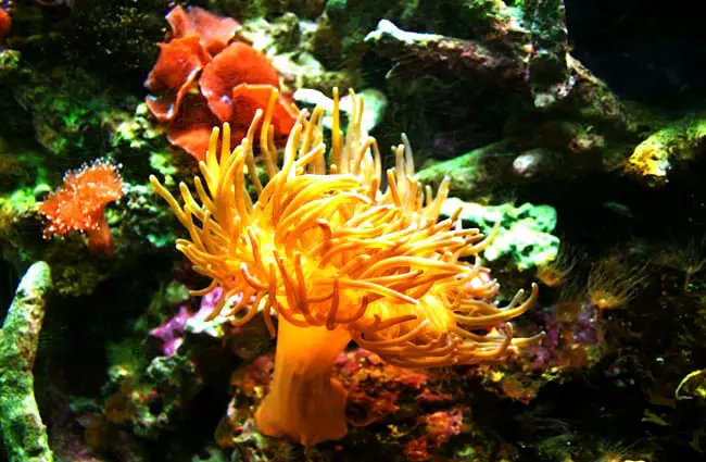 What is feed behavior of anemones in aquarium