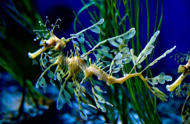 Sea Dragon Description Habitat Image Diet And Interesting Facts
