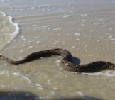 Sea Snake 1