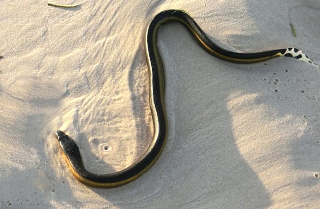 Sea snake, Types, Habitat, & Facts