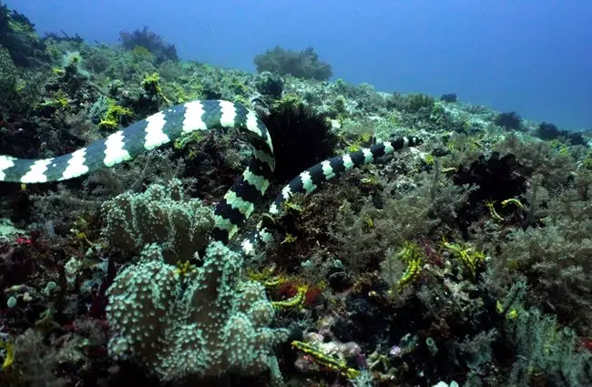 Sea snake, Types, Habitat, & Facts