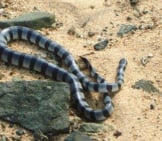 Sea Snake 7