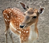 Baby_Deer_Calf