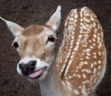 Baby_Deer_Cute
