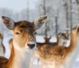 Baby_Deer_In_Winter