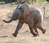 Baby_Elephant_Running