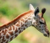 Baby_Giraffe_In_Tarangire_National_Park