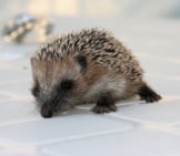 Baby_Hedgehog