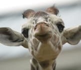 Cute_Baby_Giraffe