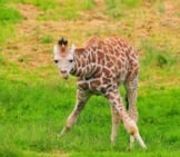 Newborn_Giraffe
