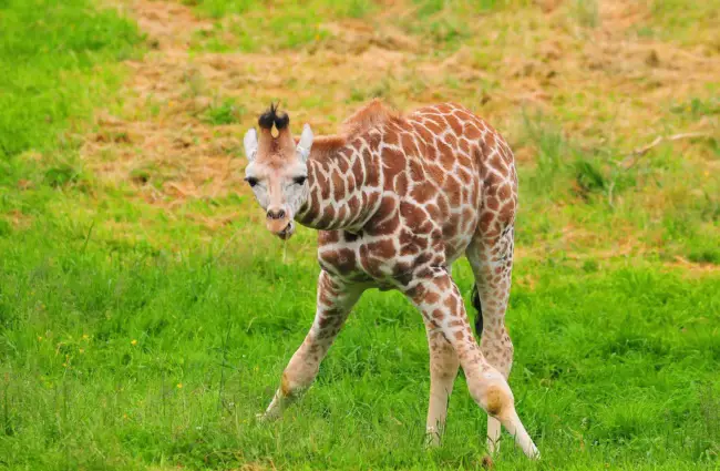 Baby Animals - List of Baby Animals, Description, and Interesting Facts