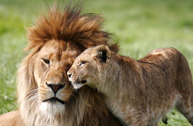 African Lion Description Habitat Image Diet And Interesting Facts [ 425 x 650 Pixel ]