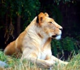 African Lion 3