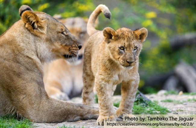 African Lion - Description, Habitat, Image, Diet, and Interesting Facts