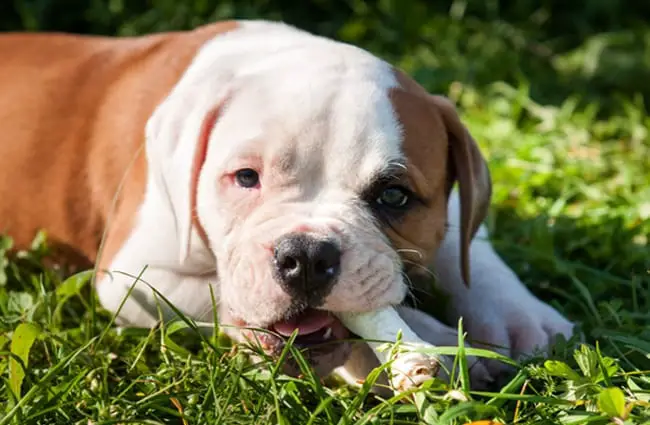 American Bulldog - Description, Energy Level, Health, Image, and  Interesting Facts. Dog's Activity
