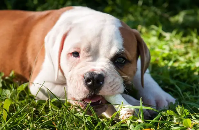 Red American bulldog puppy eating a bone. Photo by: Photo by: (c) infinityyy www.fotosearch.com