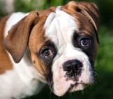 Closeup Portrait Of An American Bulldog Puppy. Photo By: (C) Infinityyy Www.fotosearch.com
