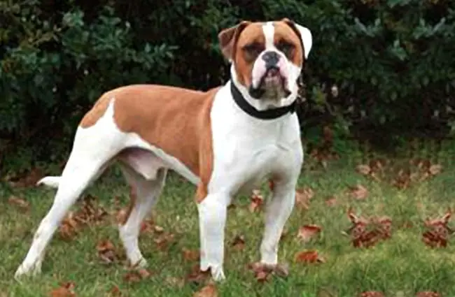 Beautiful American bulldog Photo by: By Tha1uw4nt https://creativecommons.org/licenses/by-sa/3.0