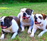 A Trio Of American Bulldogs.