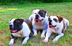A trio of American bulldogs.
