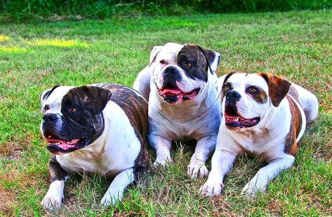 A trio of American bulldogs.