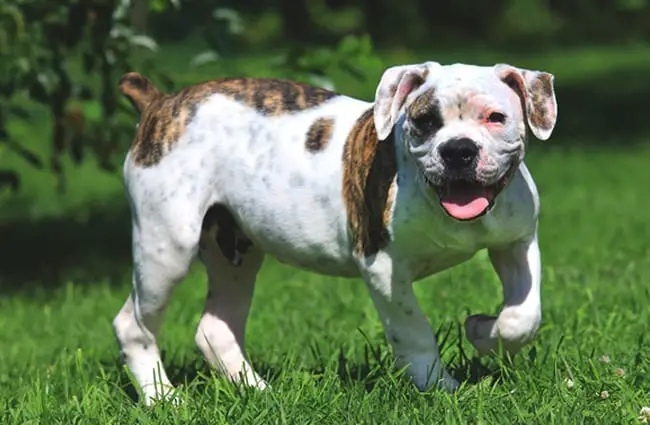 9 month old american bulldog