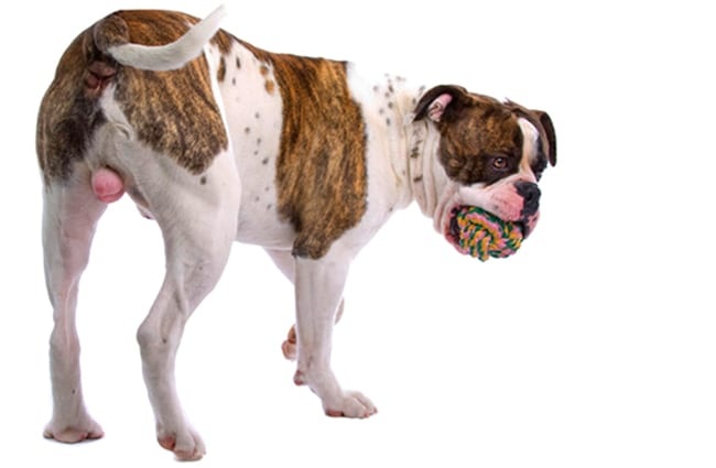 American bulldog with a ball in his mouth. Photo by: (c) ESIGHT www.fotosearch.com