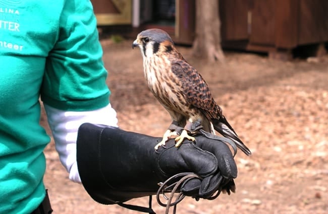 American Kestrel trained for falconry.