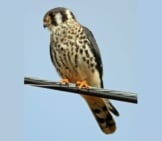American Kestrel Perched On A Power Line.