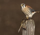 American Kestrel - Photo By: Gregory &Quot;Slobirdr&Quot; Smith Https://Creativecommons.org/Licenses/By/2.0/