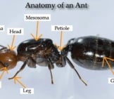 Ant 1_Diagram