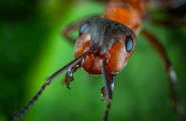 Ant - Description, Habitat, Image, Diet, and Interesting Facts