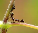 Ant 8_With Aphids