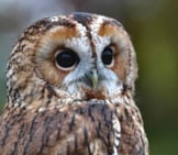 Closeup Portrait Of A Barred Owl.