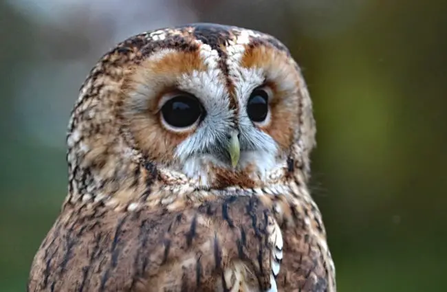 Closeup portrait of a barred owl.