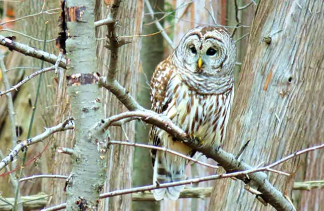 Camouflaged barred owl perched in a winter landscape.