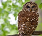 Barred Owl Just Sitting On A Limb, Near Her Nest. Photo By: Ralph Daily Https://Creativecommons.org/Licenses/By/2.0/