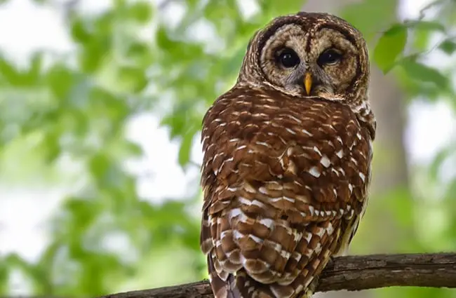 Barred owl just sitting on a limb, near her nest. Photo by: Ralph Daily https://creativecommons.org/licenses/by/2.0/