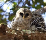 Barred Owl In A Tree.