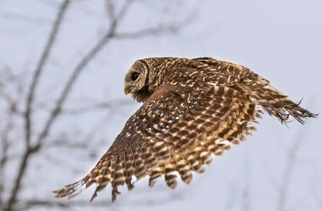 Barred owl in flight toward a nearby stand of trees. Photo by: Tom Spine https://creativecommons.org/licenses/by-nd/2.0/